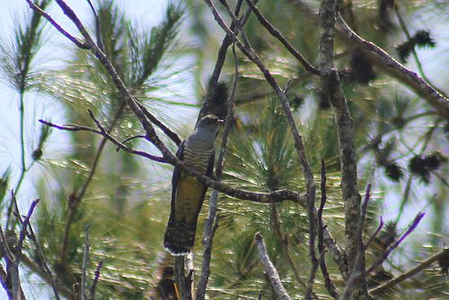 Madagascan cuckoo